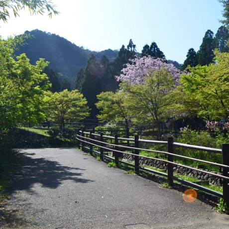 Otagi Nenbutsu-ji Otagi Nenbutsu-ji