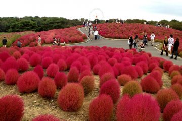 Hitachi Seaside Park Hitachi Seaside Park
