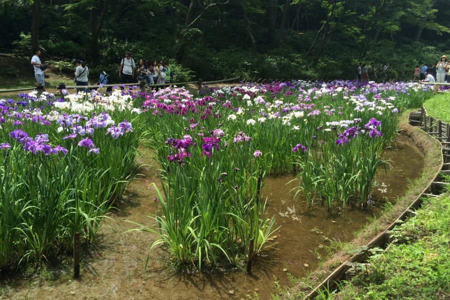Taman bunga Iris di Kuil Meiji, Tokyo