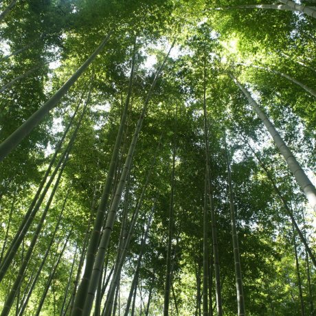 Taman Bambu di Dekat Tokyo Taman Bambu di Dekat Tokyo
