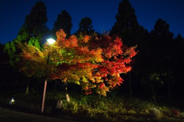 Iluminasi Suzaku no Niwa