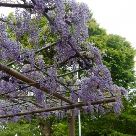 Festival Wisteria Kuil Mandara Festival Wisteria Kuil Mandara