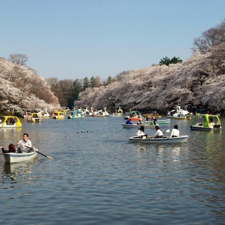 Sakura di Taman Inokashira Sakura di Taman Inokashira