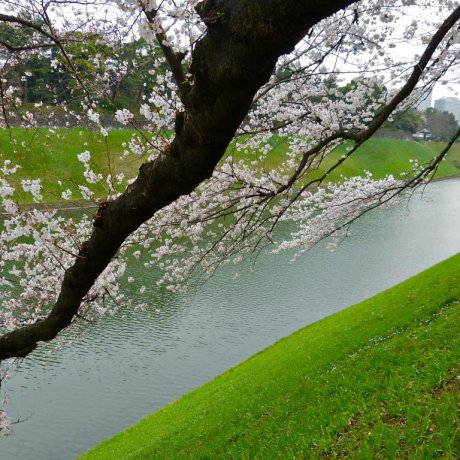 Jalur Sakura Chidorigafuchi, Tokyo Jalur Sakura Chidorigafuchi, Tokyo