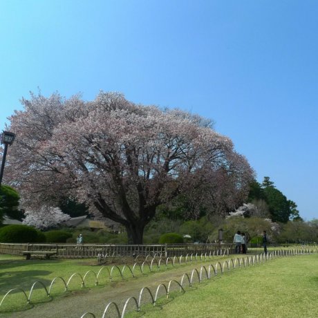 Taman Kairakuen di Musim Semi Taman Kairakuen di Musim Semi