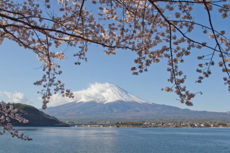 Bunga Sakura di sekitar Gunung Fuji