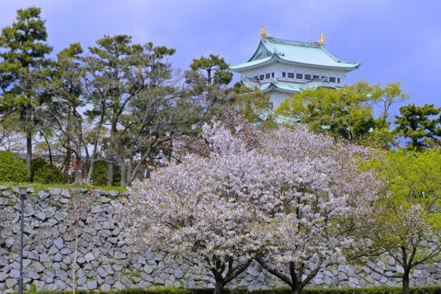 Musim Sakura di Istana Nagoya