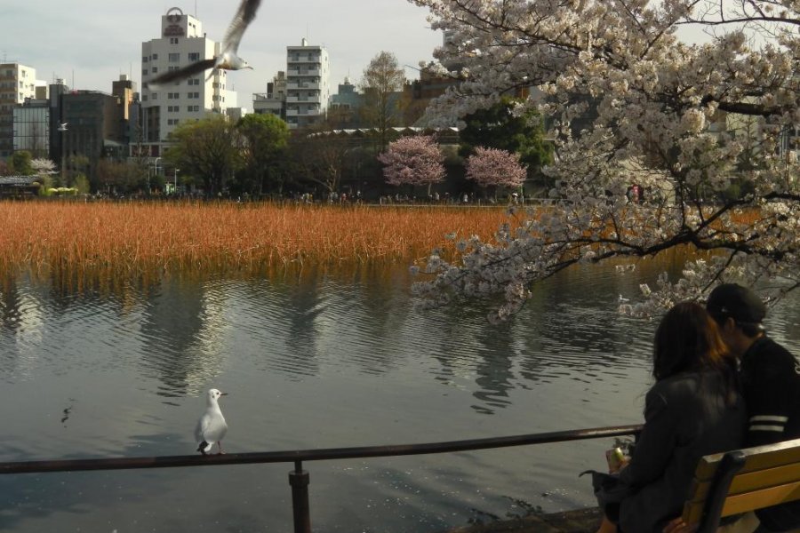 Musim Sakura di Taman Ueno