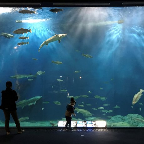 Chitose Salmon Hometown Aquarium Chitose Salmon Hometown Aquarium
