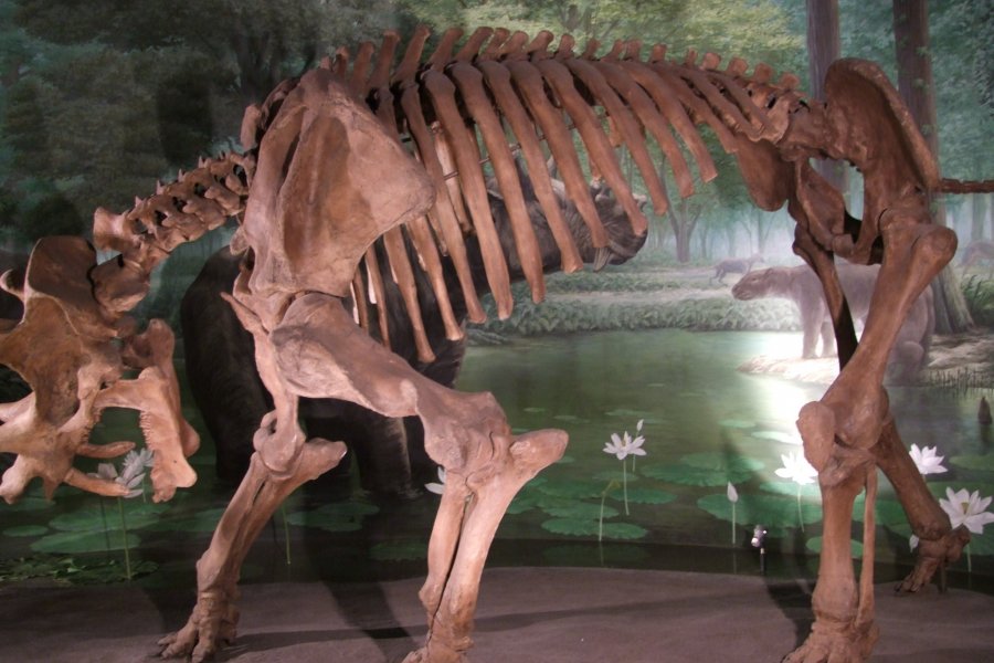 Museum Dinosaurus Fukui