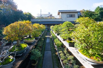 Omiya Bonsai Village Omiya Bonsai Village