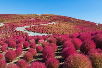 Hitachi Seaside Park Hitachi Seaside Park
