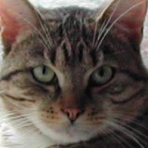 Nill Newt profile photo