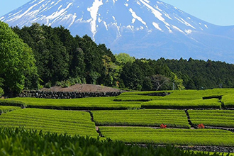 The Green Tea Fields of Shizuoka